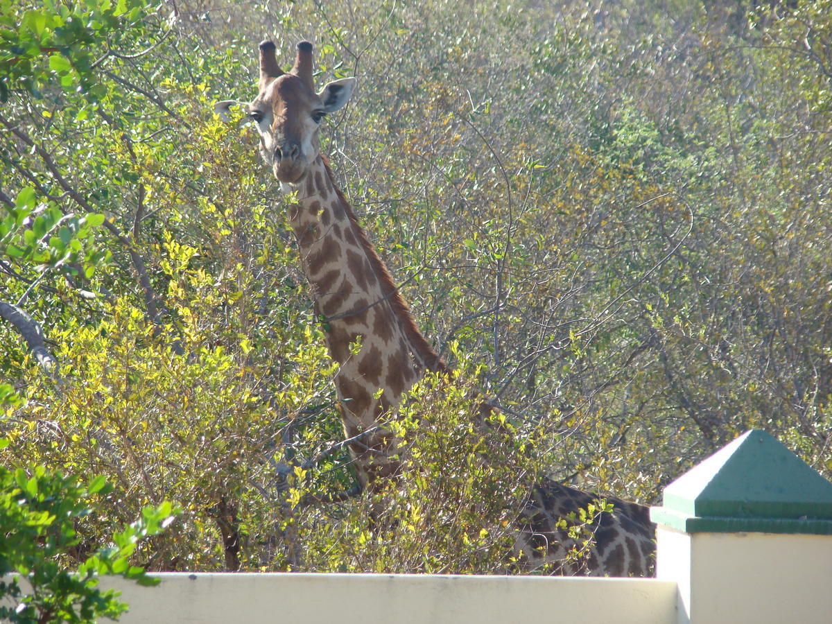 Muweti Bush Lodge Grietjie Game Reserve Luaran gambar