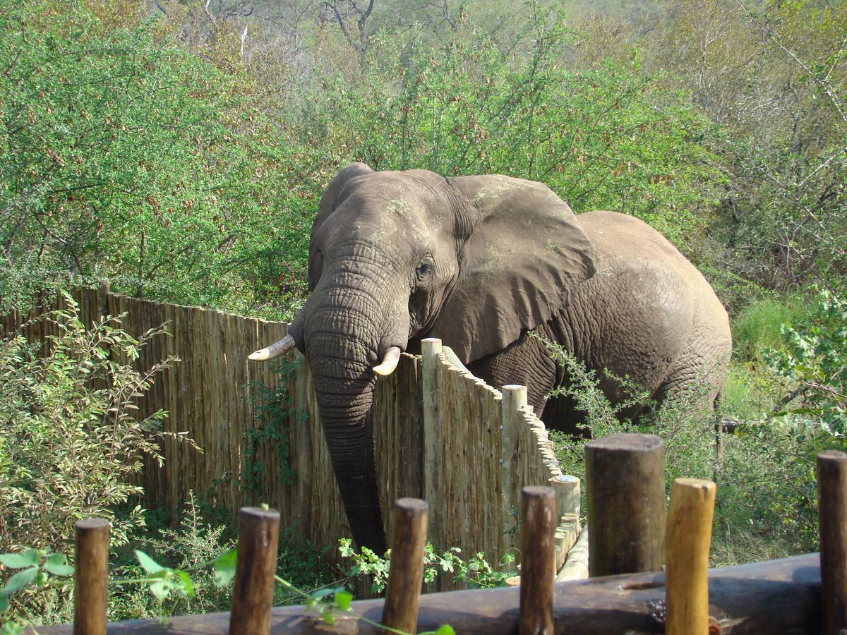 Muweti Bush Lodge Grietjie Game Reserve Luaran gambar