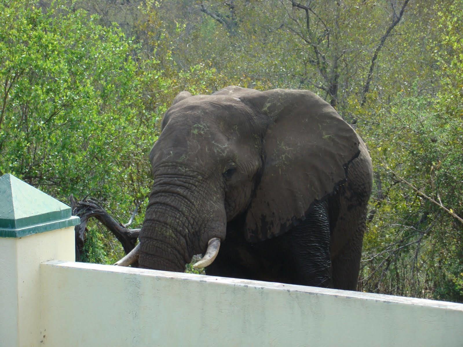 Muweti Bush Lodge Grietjie Game Reserve Luaran gambar
